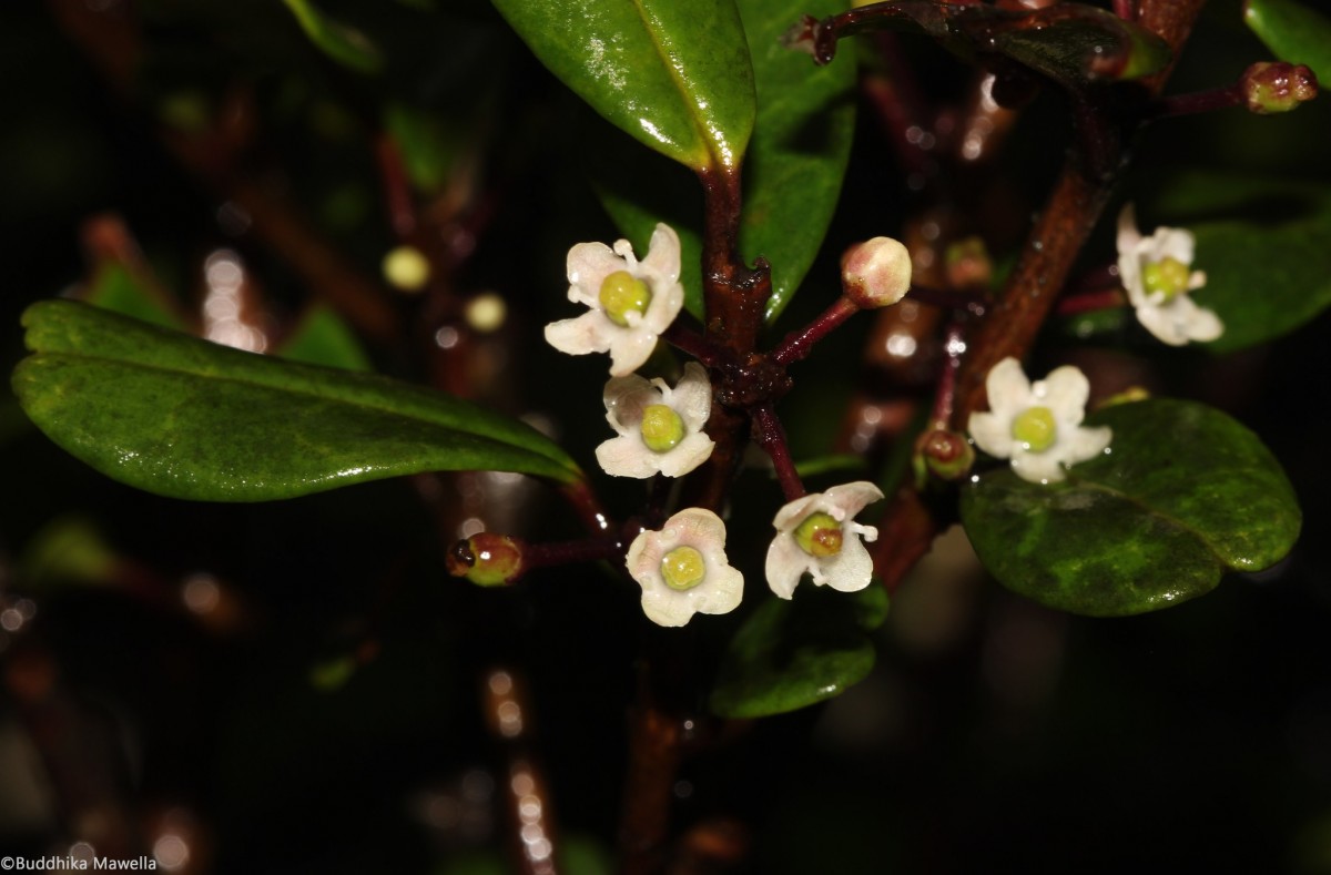 Ilex walkeri Wight & Gardner ex Thwaites